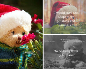 bubi-the-bear-pleasure-and-fears-lovely-sloth